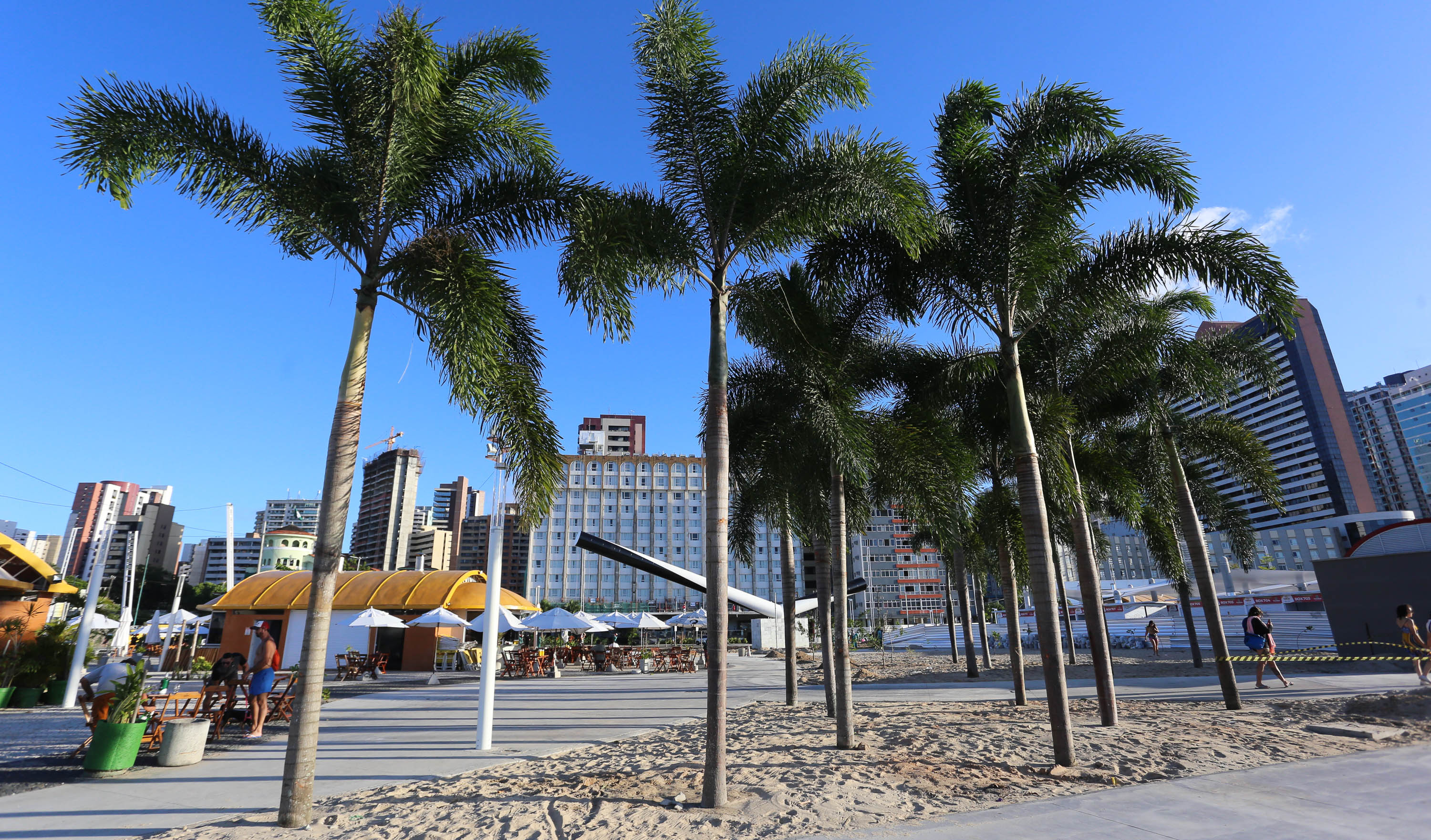 Prefeitura de Fortaleza dá início ao plantio de 5 mil árvores de grande  porte em vias e obras públicas