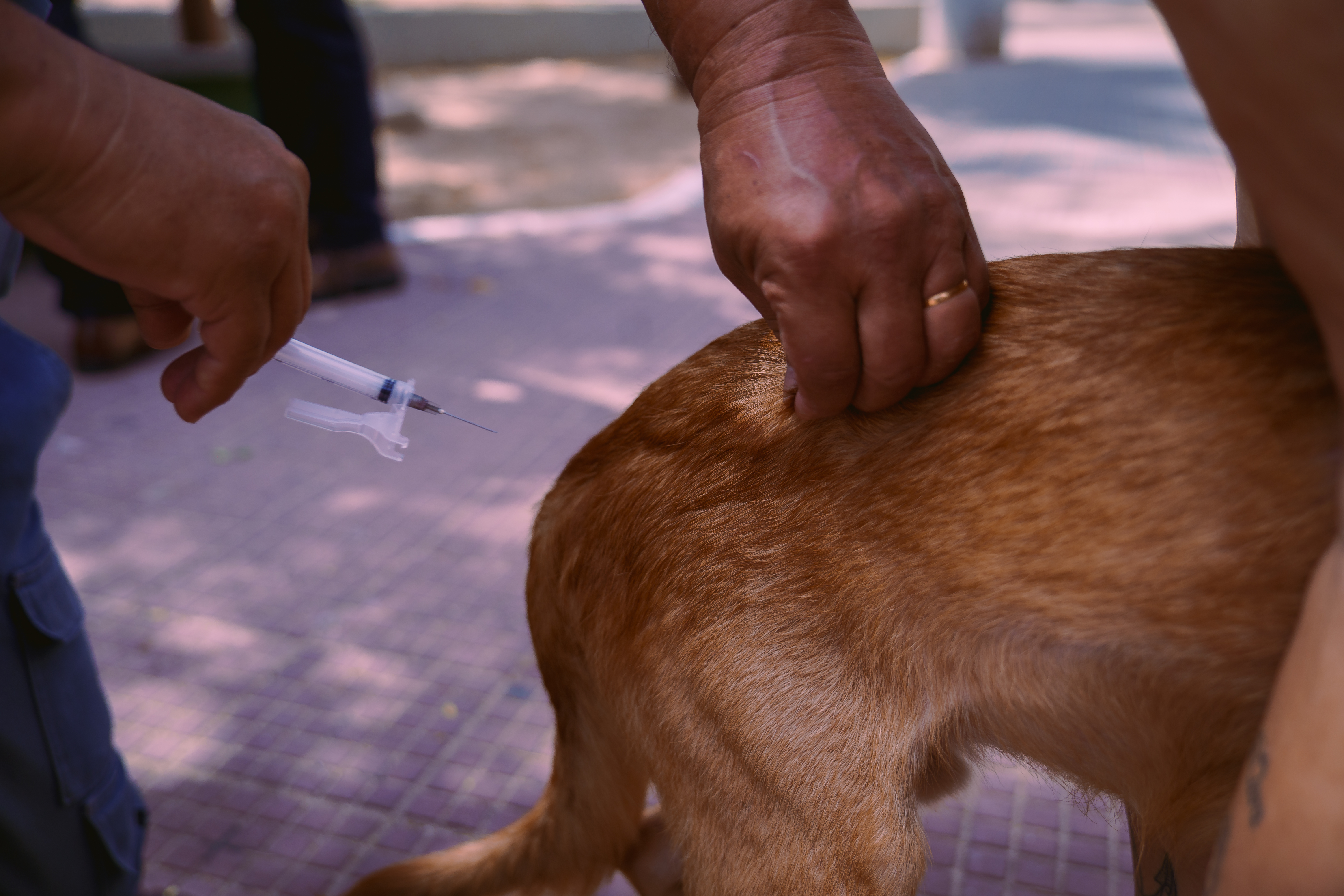 cachorro sendo vacinado