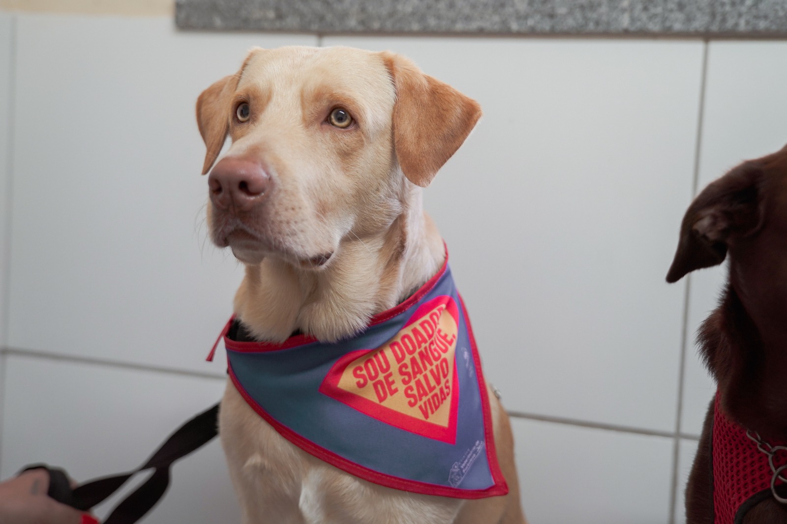 Cão doador de sangue com bandana personalizada com a frase 