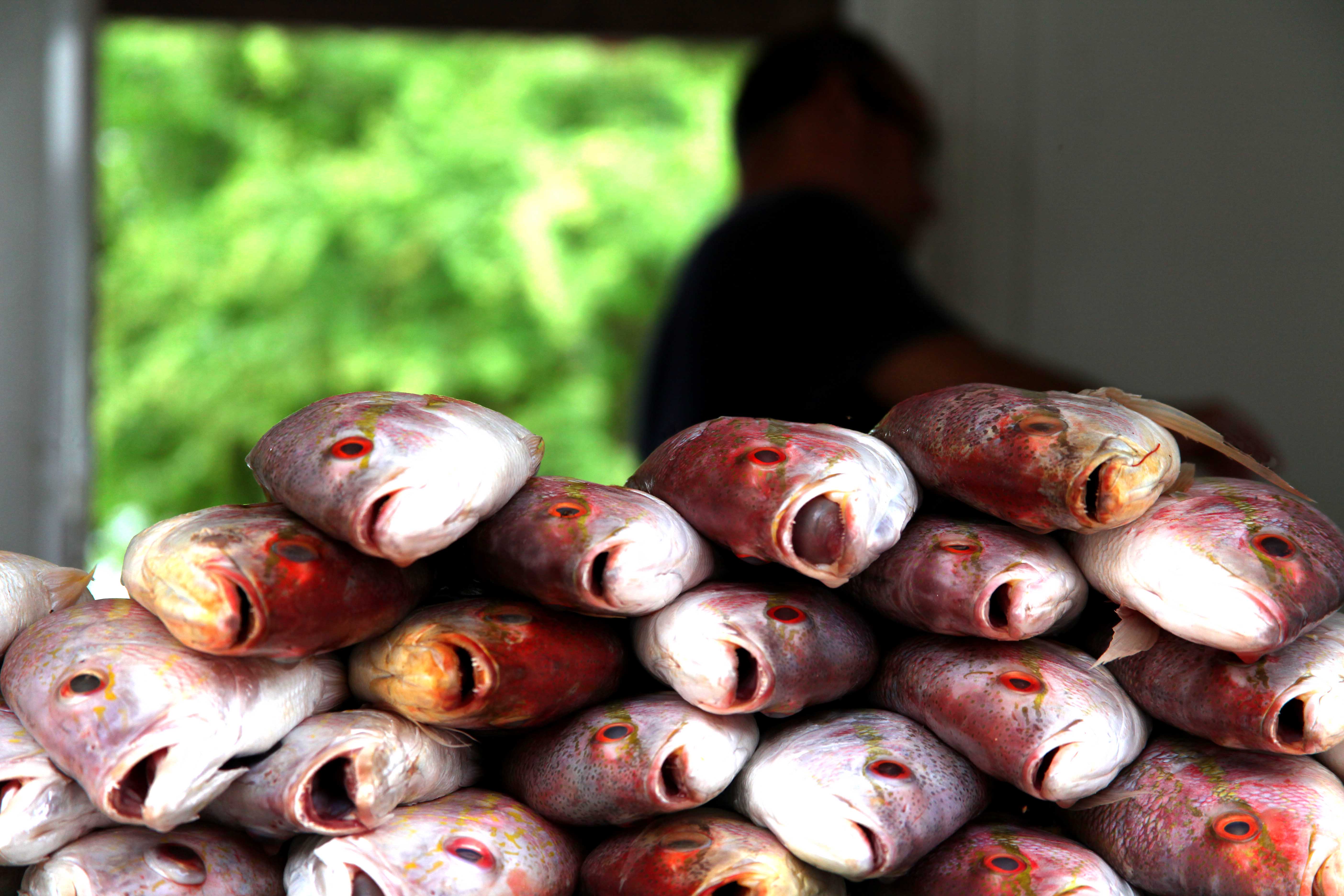 balcão com peixes frescos no mercado dos peixes