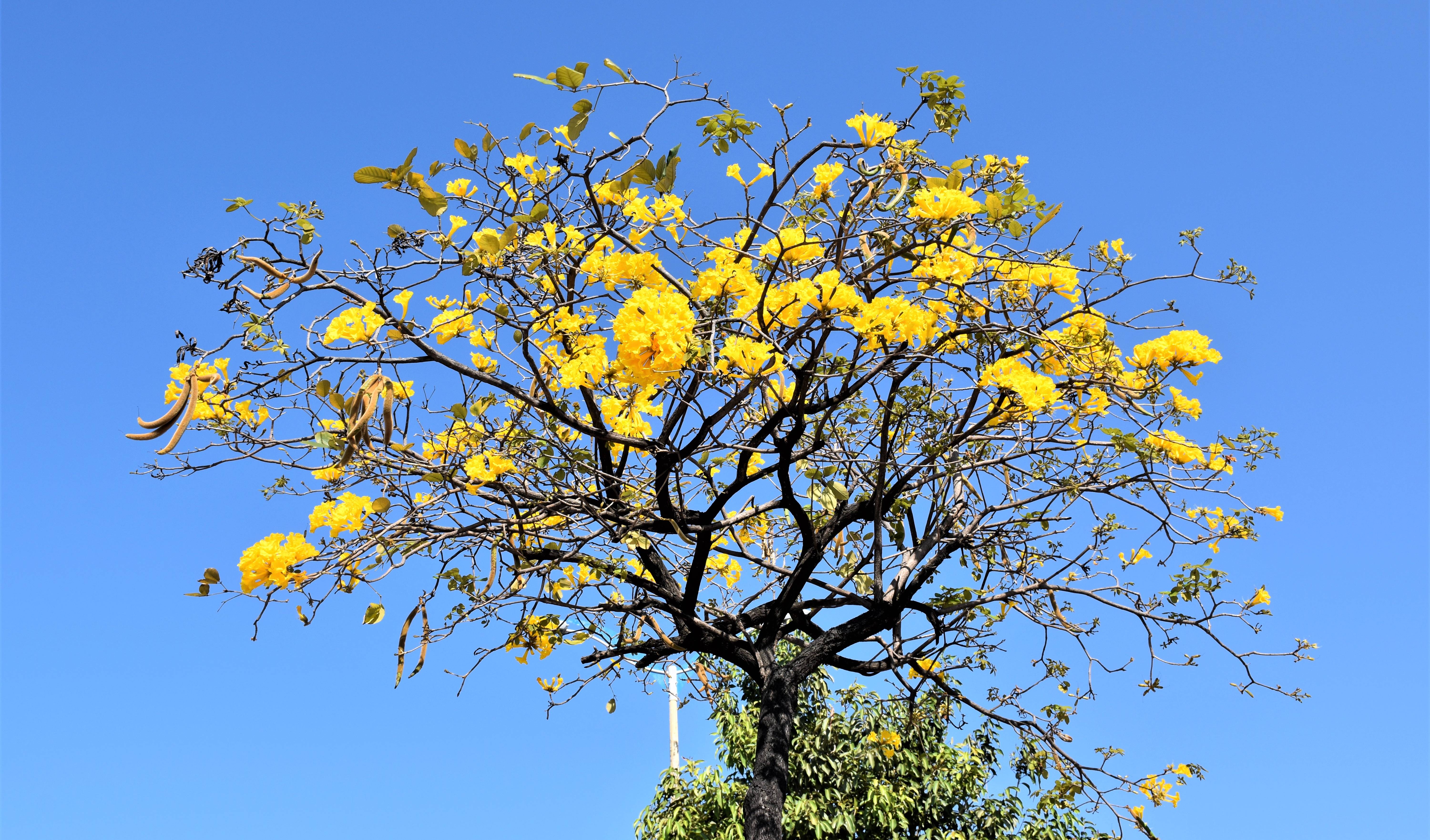 árvore do ipê amarelo