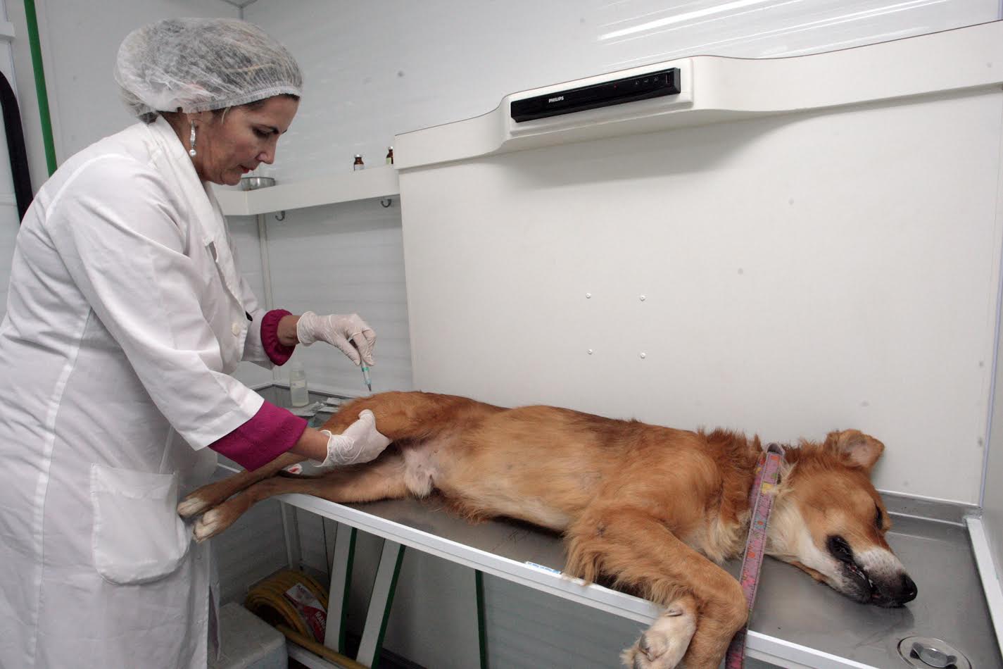 veterinária aplicando injeção em cachorro deitado em mesa