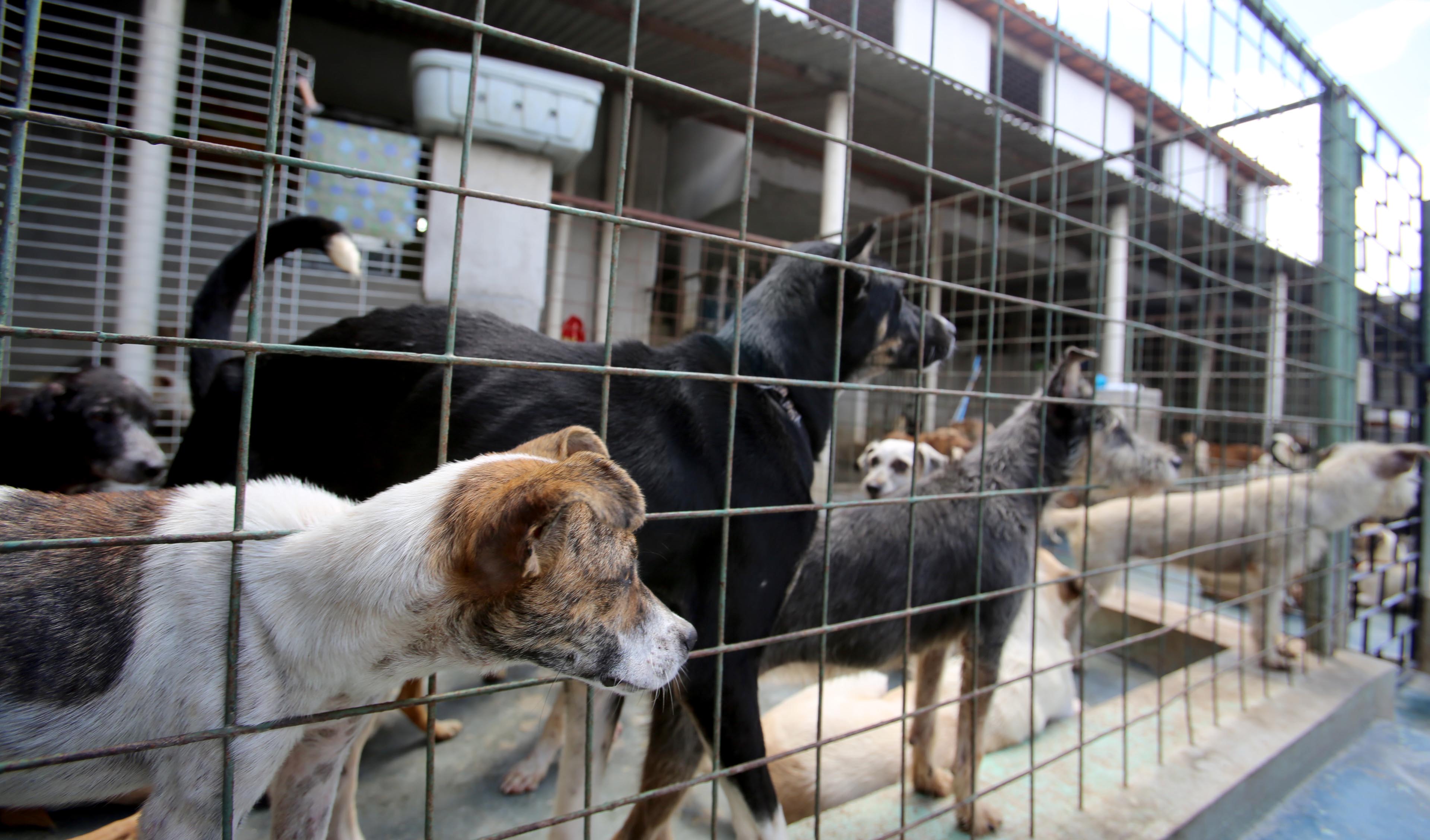 Cães em abrigo de Fortaleza