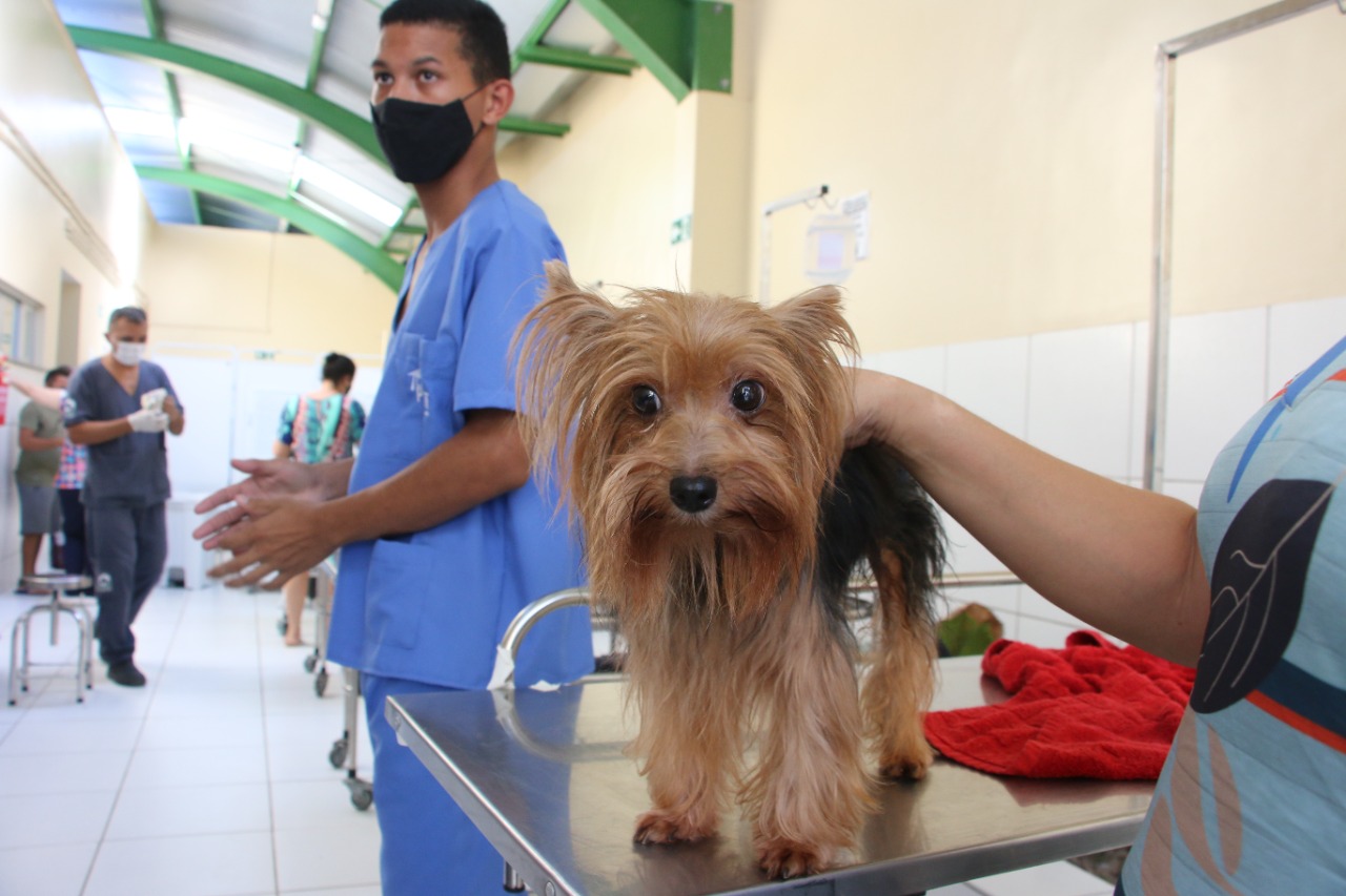 Cachorro é atendido na clínica veterinária pública de Fortaleza.