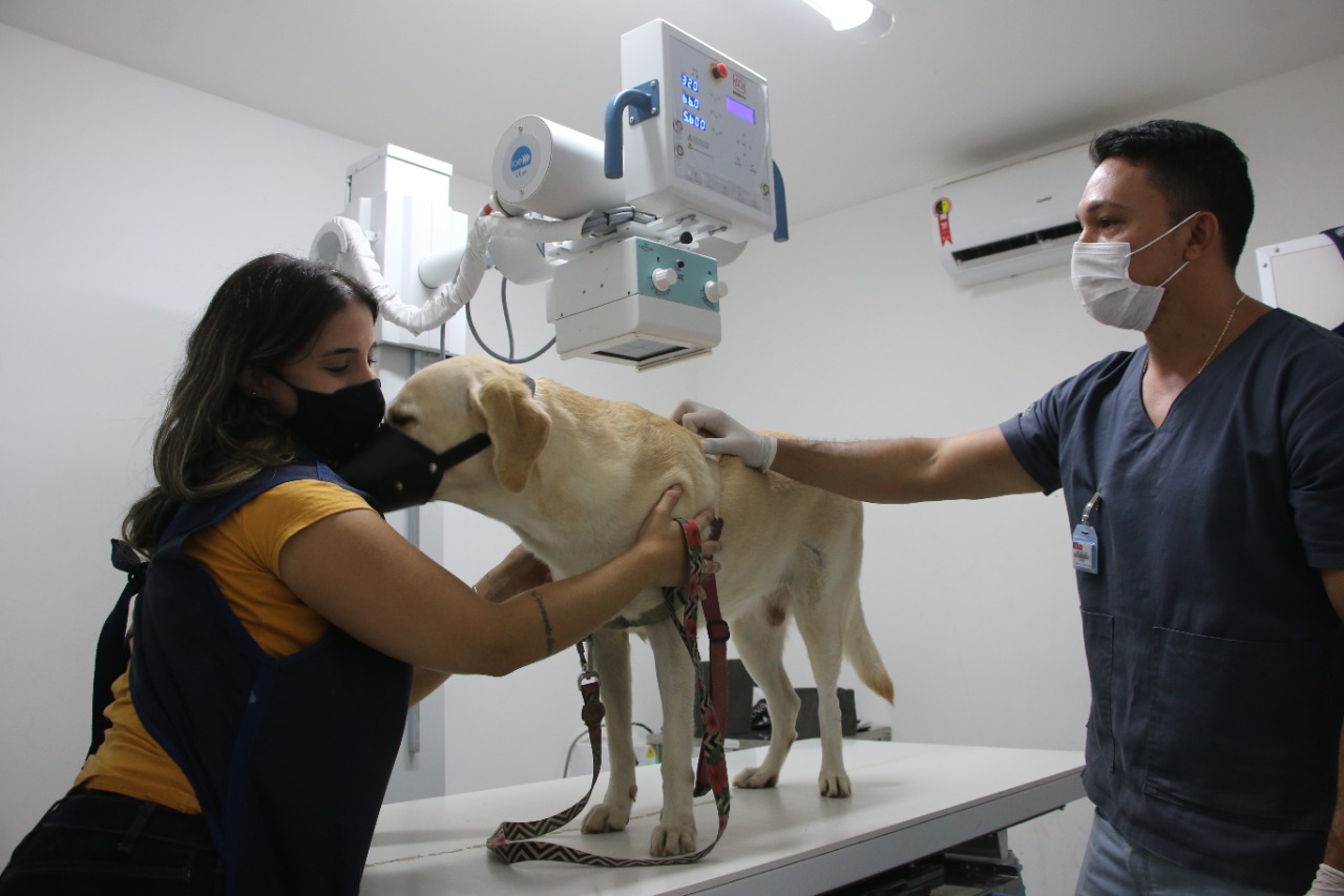 Veterinário atendendo cachorro na Clínica Veterinária