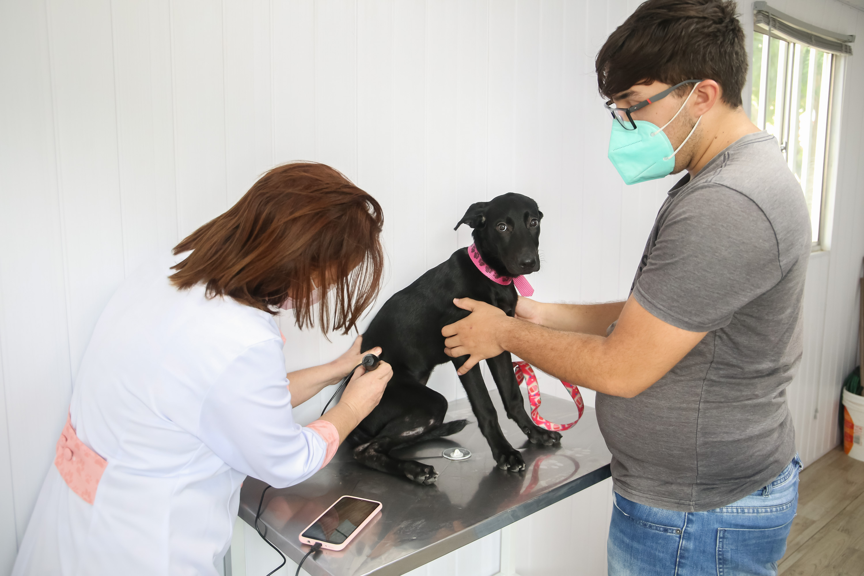 Cachorro sendo consultado no VetMóvel