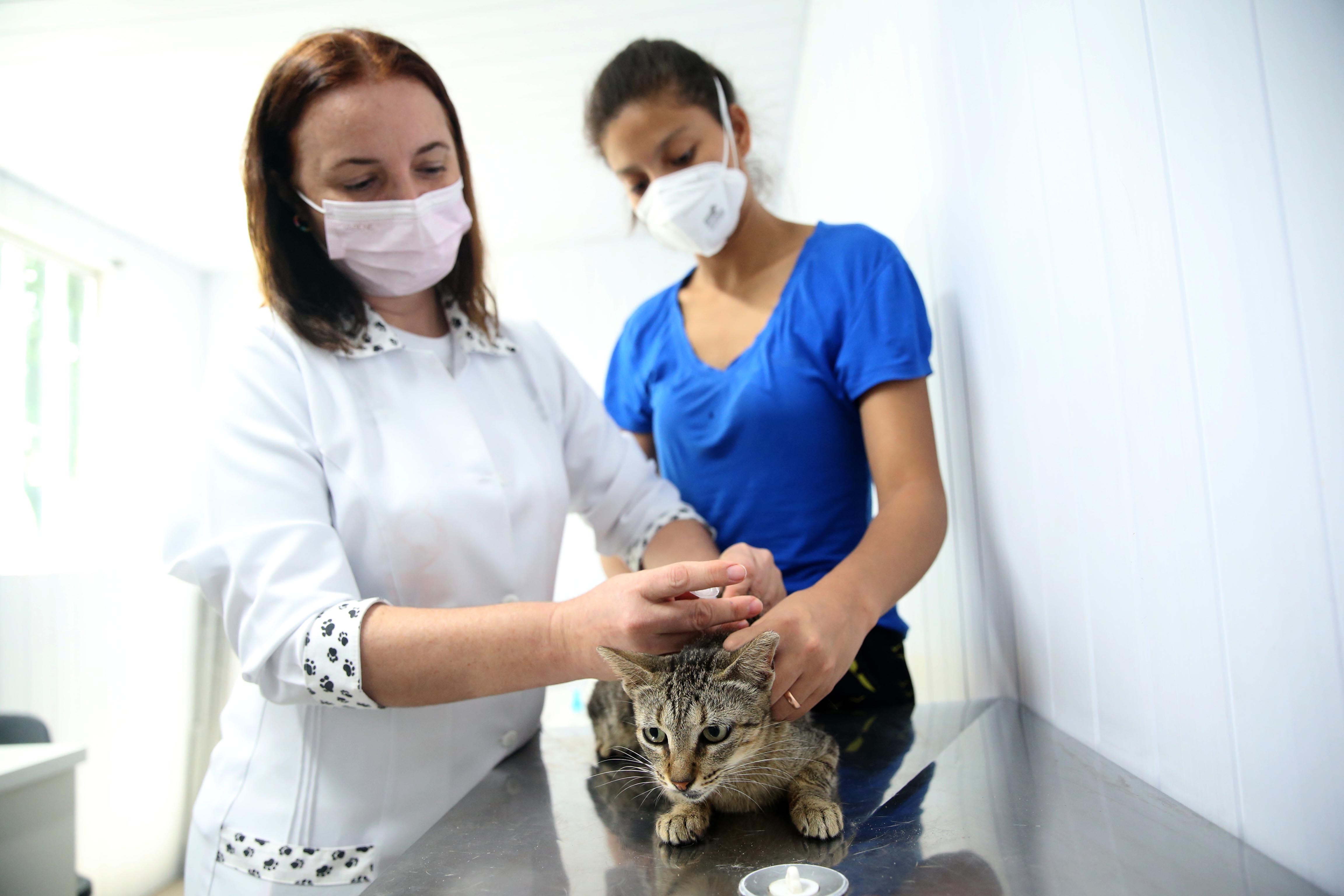 Gato sendo consultado por veterinária