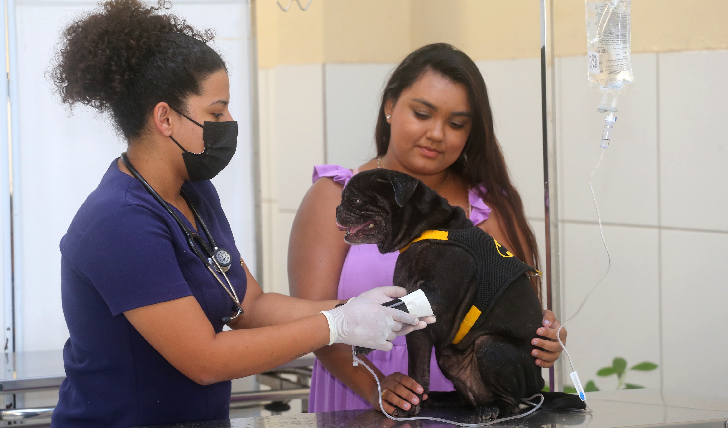 Cão passa por avaliação veterinária antes de receber sangue