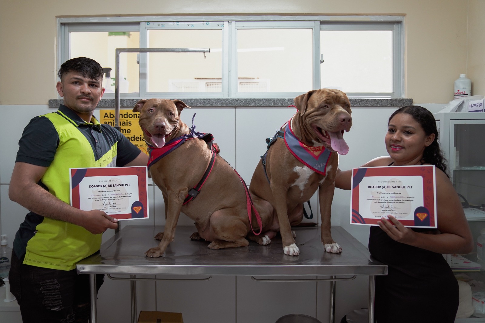 Tutores com dois cães da raça pit bull seguram certificados de doação de sangue