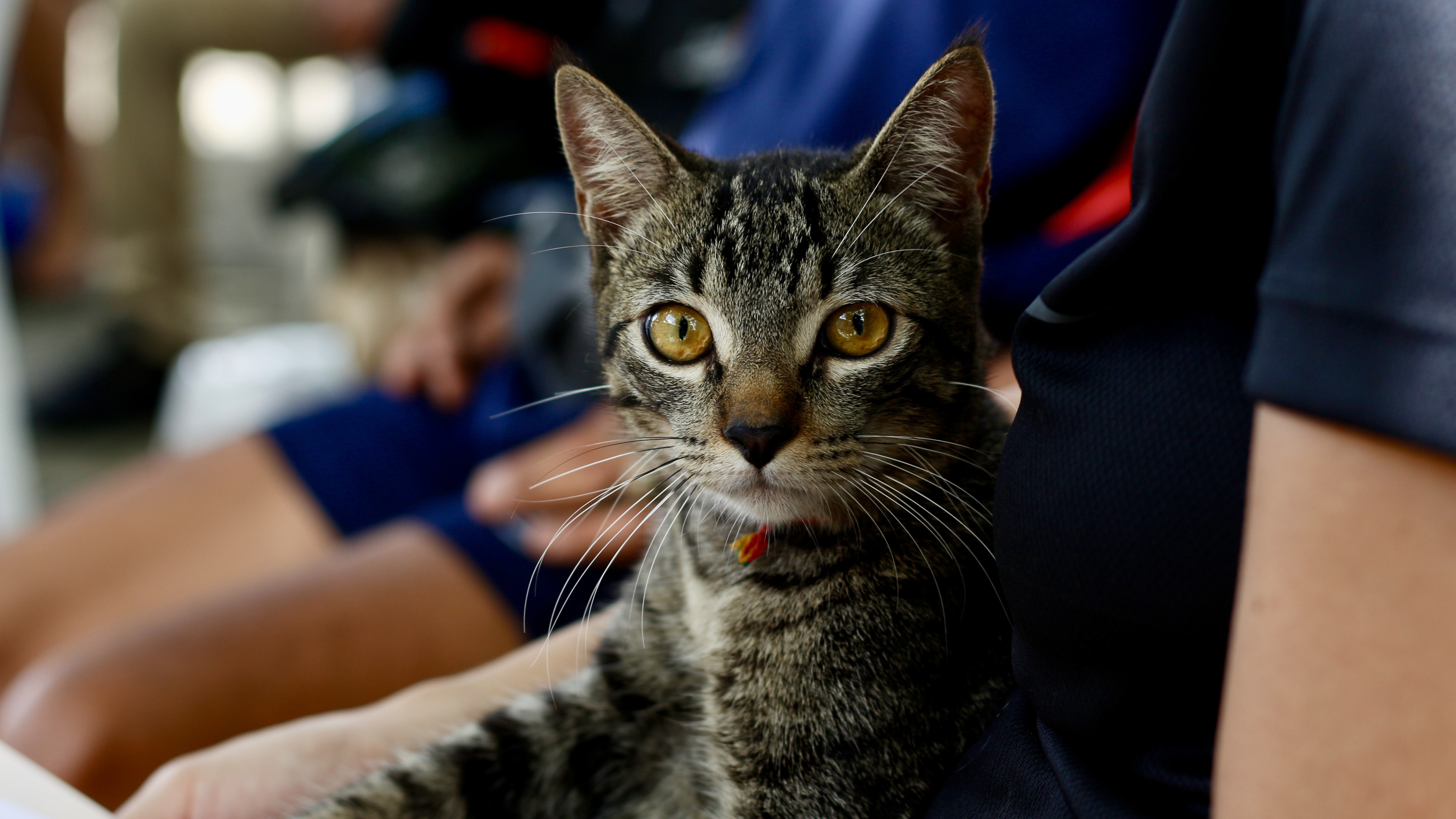 Bom Jardim e Messejana recebem serviços de castração e atendimento veterinário gratuito para cães e 