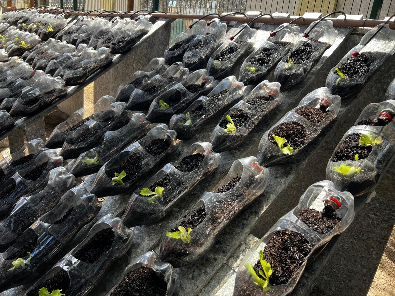 horta hidropônica