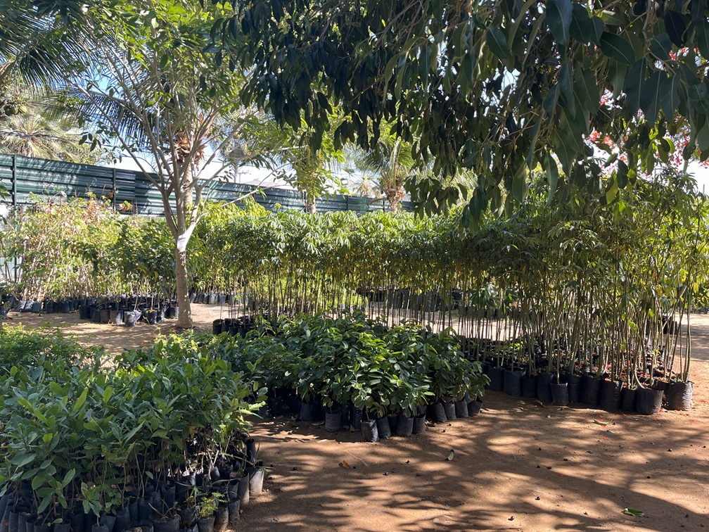 mudas vegetais no mudário da Seuma