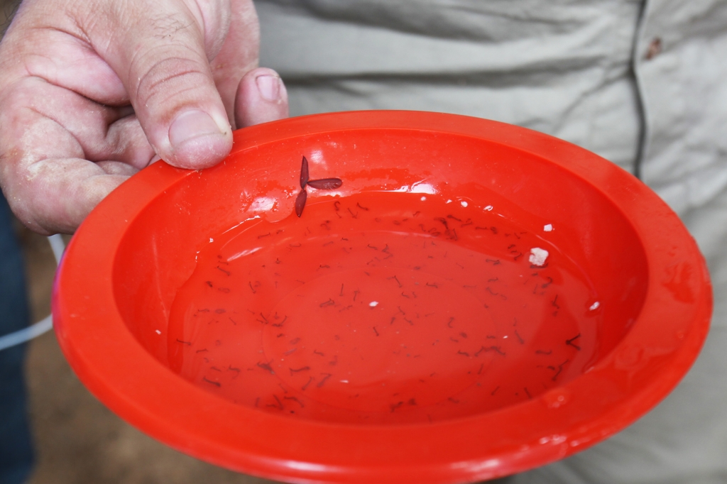 A população de Fortaleza pode solicitar vistorias ou realizar denúncias de possíveis focos do mosquito por meio da ouvidoria da sua regional