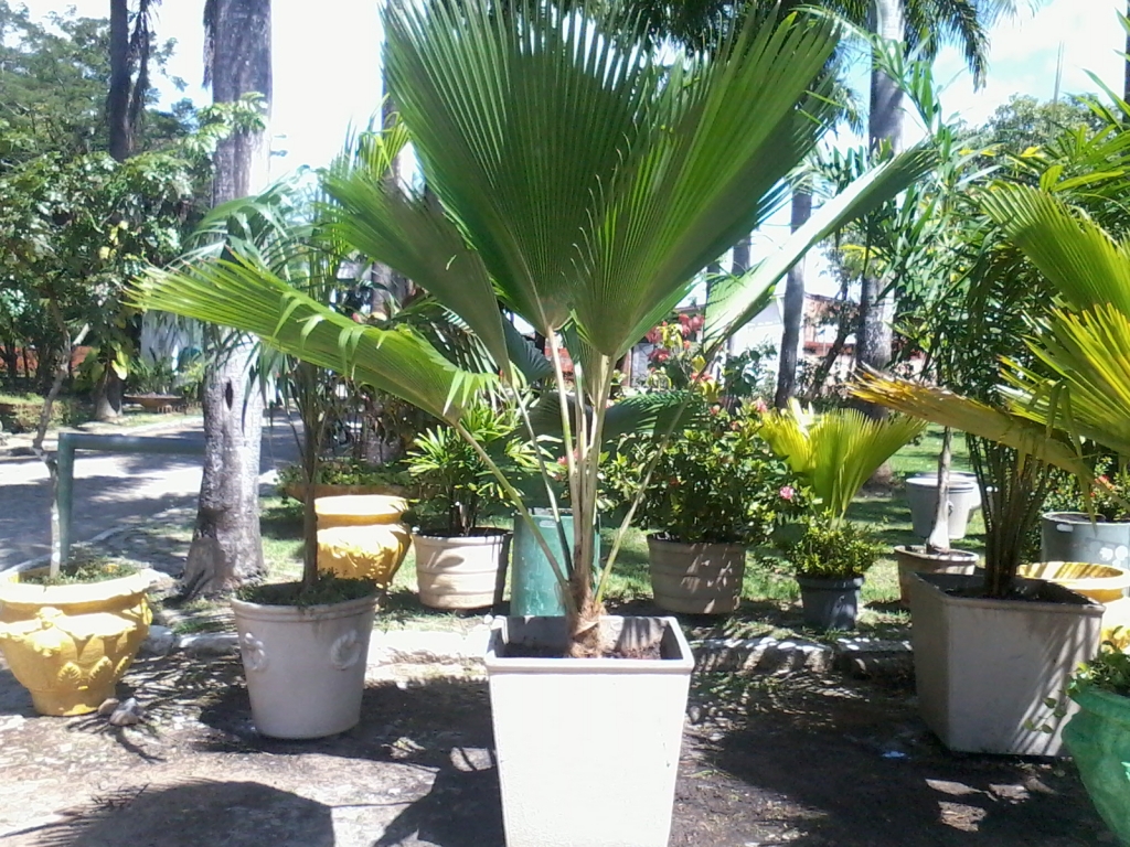 Algumas das plantas chegaram ao Horto bastante danificadas por conta do vento forte e de ações de vândalos