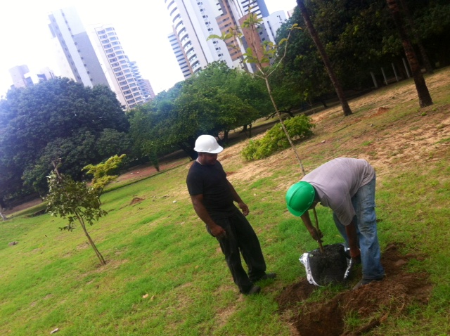 Ao todo, 282 árvores de espécies nativas serão plantadas no parque