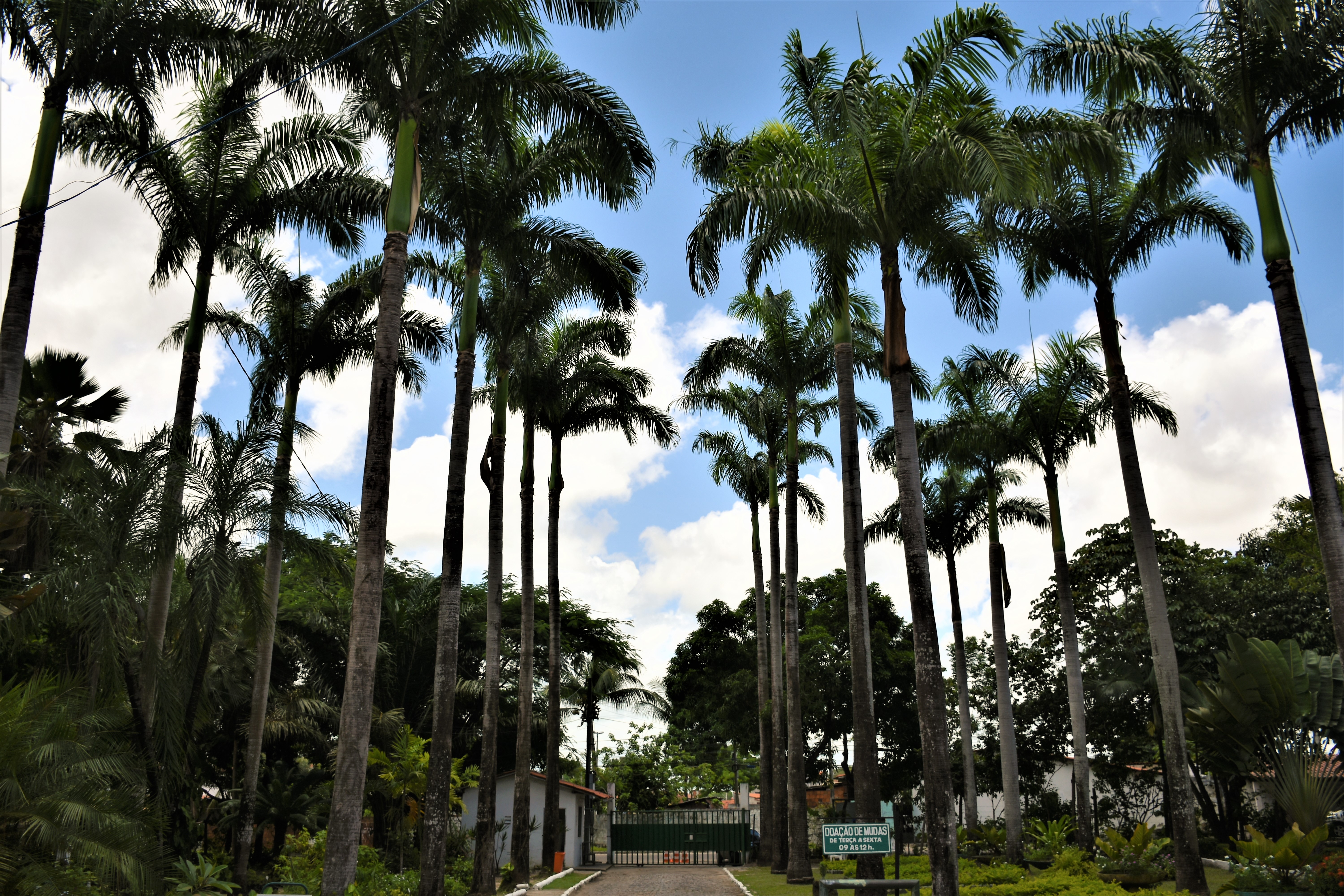 Imagem da entrada do Horto Municipal formando com palmeiras imperiais 