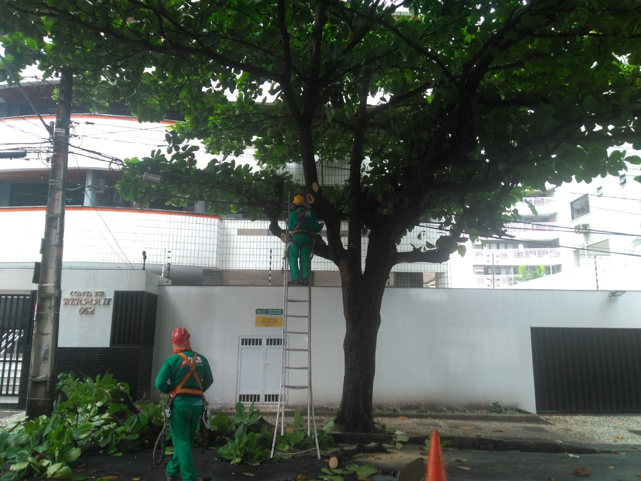 Imagem de funcionário efetuando a poda de uma árvore 